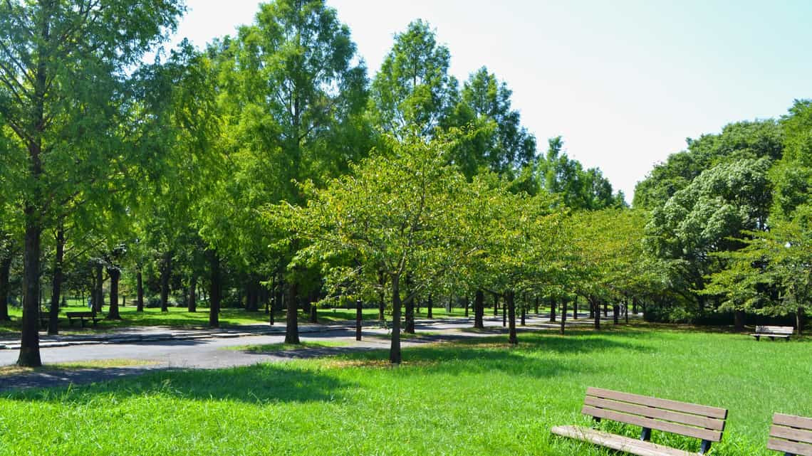 公園のベンチと並木道のイメージ